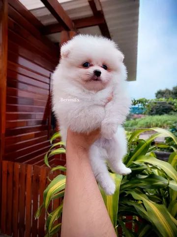 Spitz Alemão Lulu da Pomerânia Anão - Cachorros e acessórios