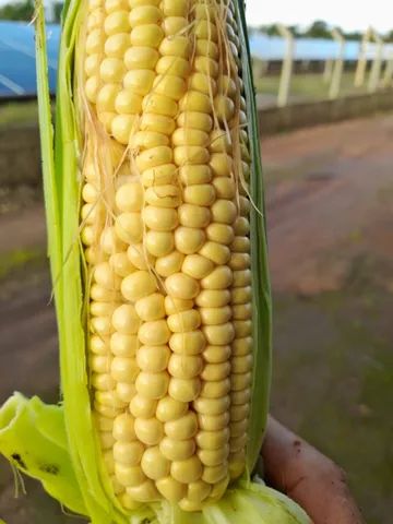 Vendo Plantação de milho - Foto 4