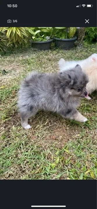 Filhote de Spitz Alemão ( Lulu da Pomeranea)  - Foto 4