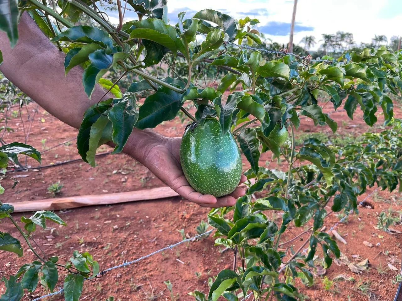 Excelente chácara 3,24 hect. c/ estrutura e formada para plantação! Direto c/ proprietário - Foto 8