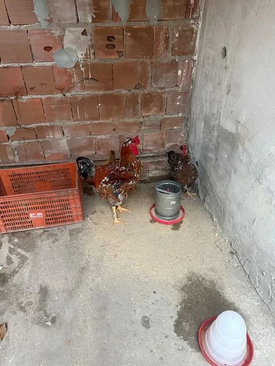 Casal de GSB e Orpington Amarela - Poedeiras Jovens à Venda (Preço Negociável) - Foto 6