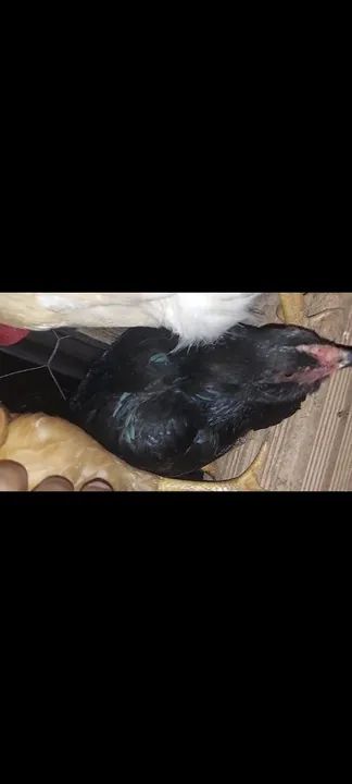 Frangas Caipira próximo a postura  - Foto 5