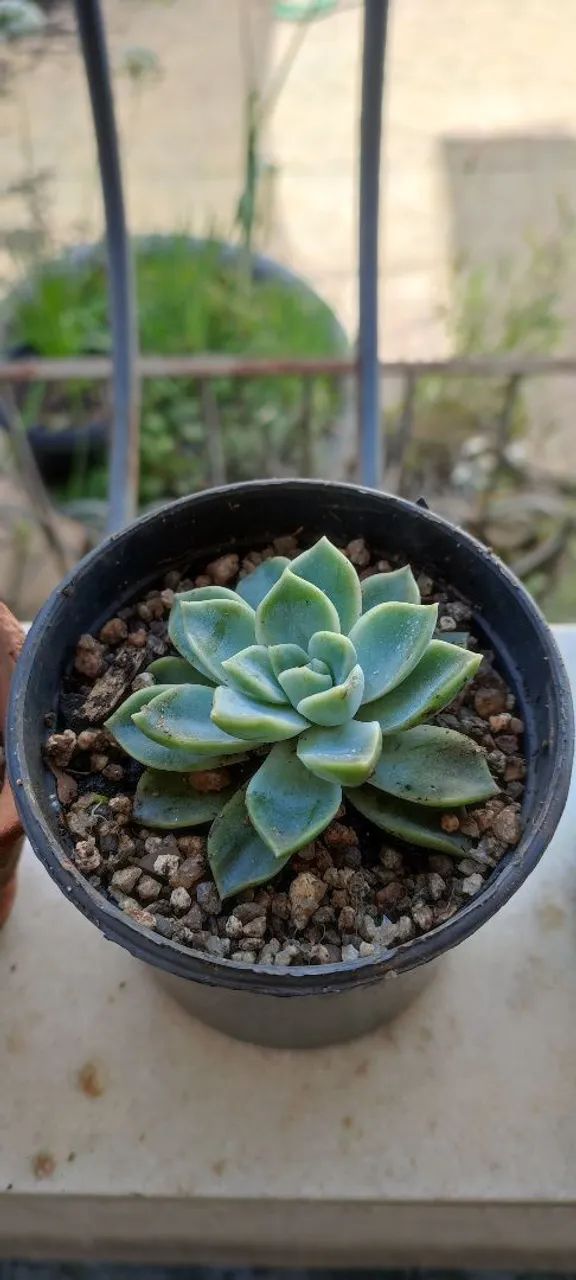 Suculentas lindas  - Foto 5