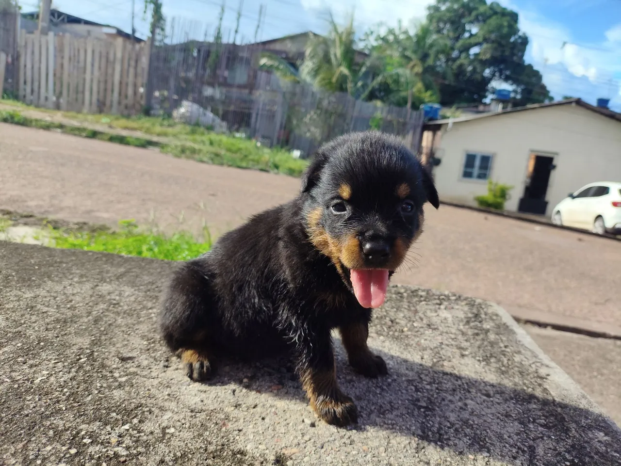 Filhote Rottweiler - Adorável