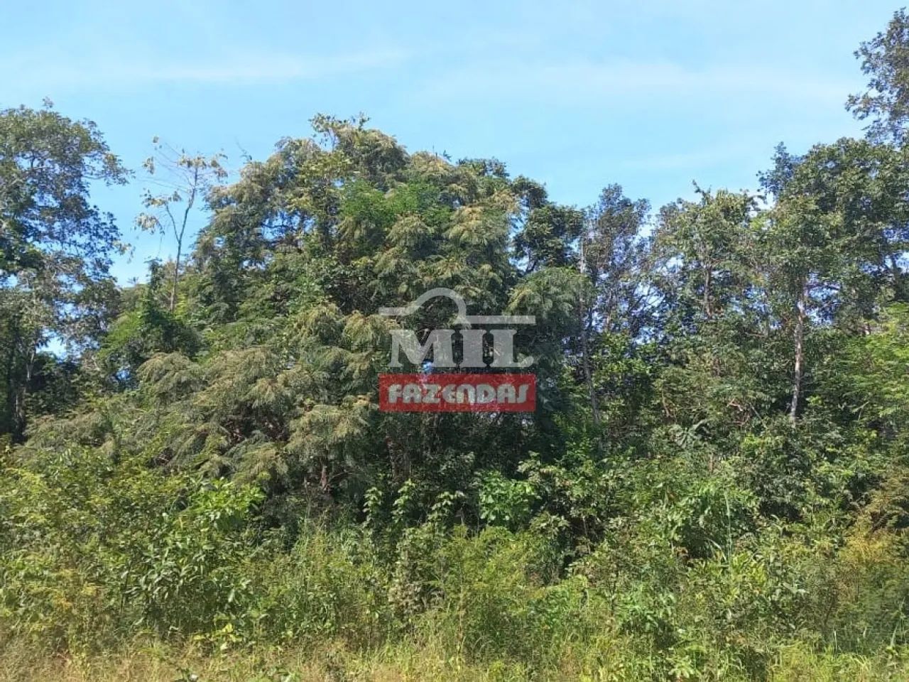 Fazenda de 146.5 Alqueires (708 ha) Mun Pontal do Araguaia - Foto 4