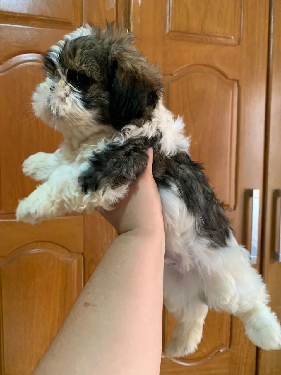 Filhote de Shih Tzu  - Foto 2