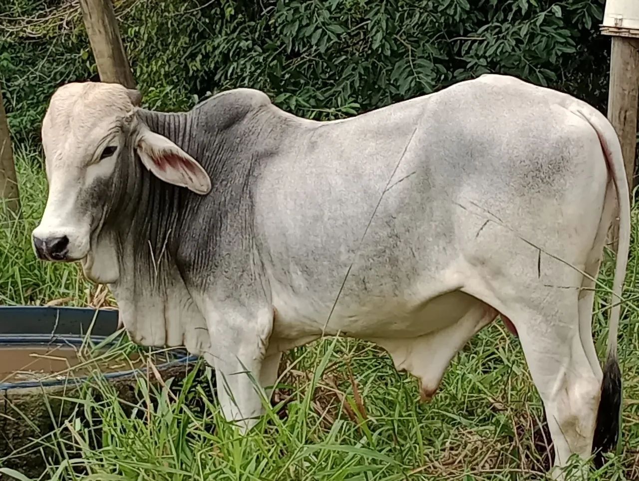 Gado a venda 