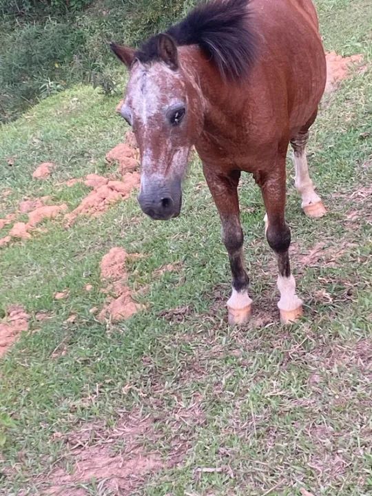 Potro Miniatura -  - Foto 3