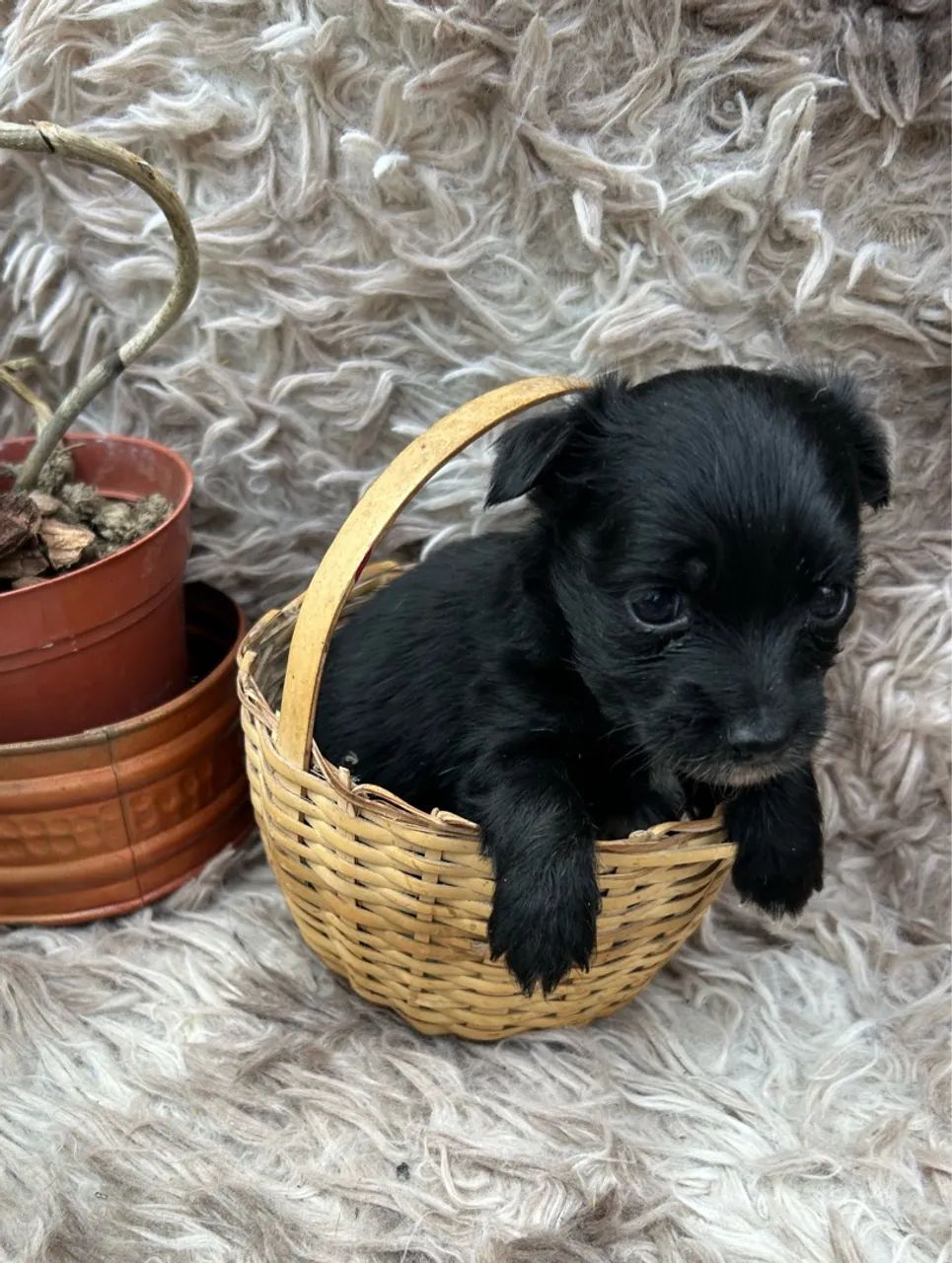 Filhote pinscher zero fêmea 