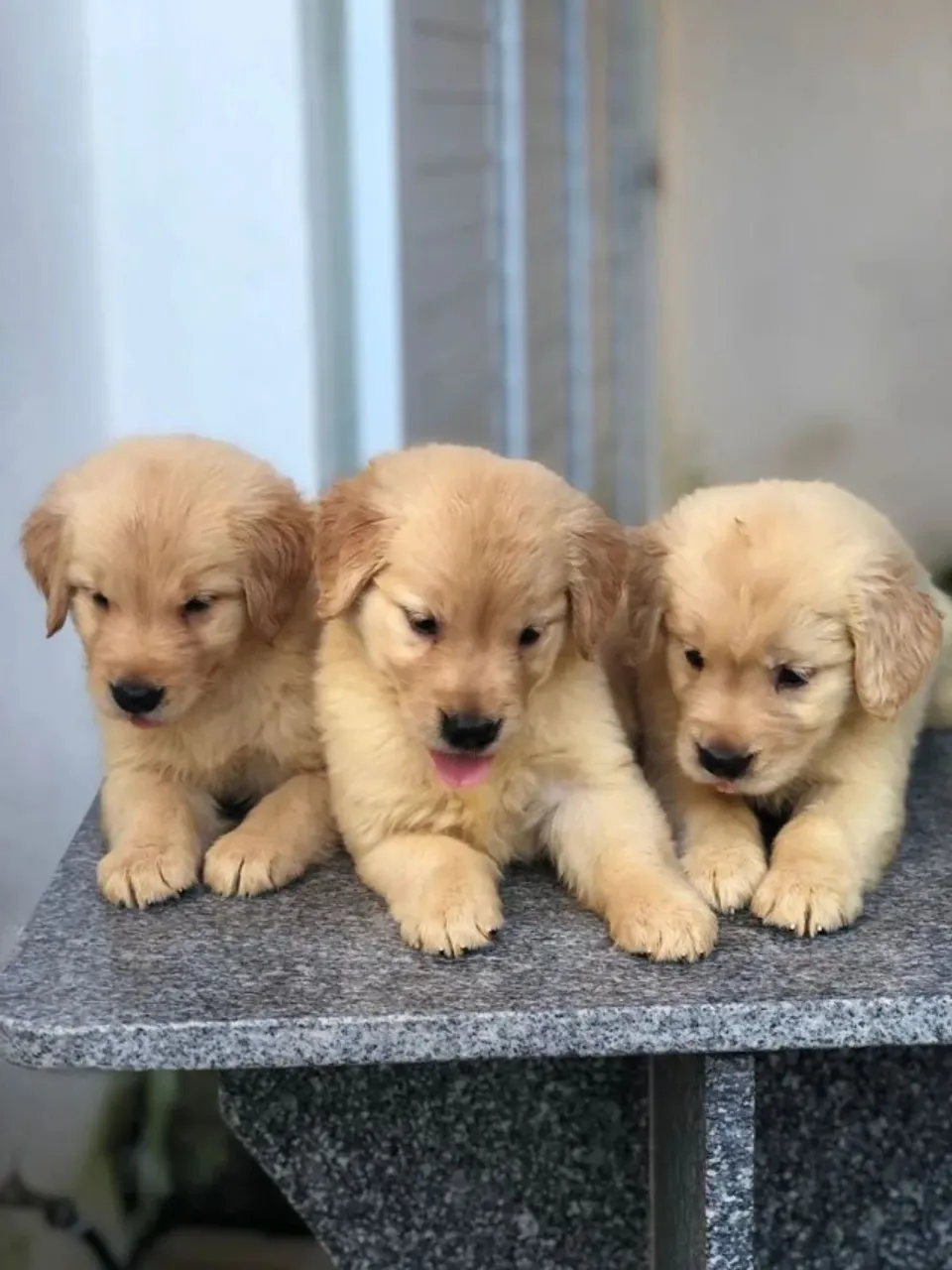 Doação de Golden Retriever