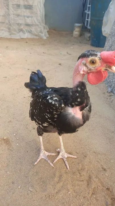 Ganize polaco mod let 