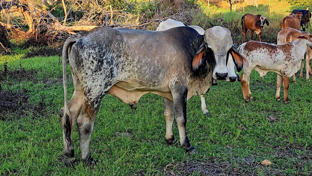 5 Garrotes e 1 touro GIR leiteiro 