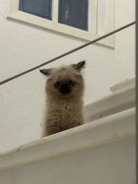 Gatinho fofinho para adoção - Foto 4