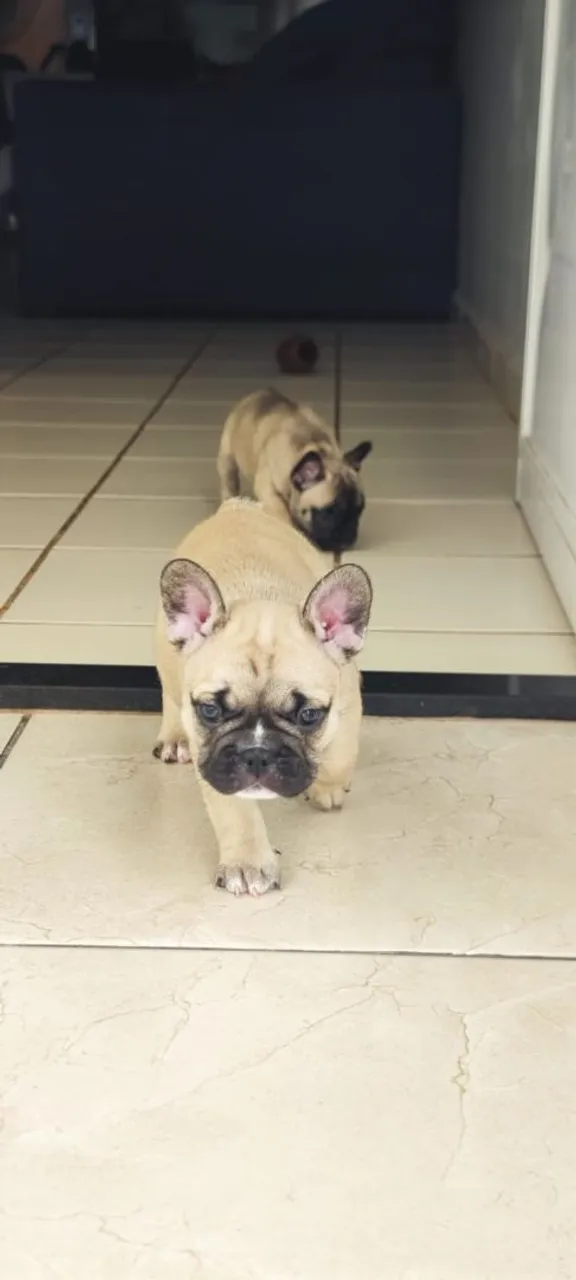 Filhotes de Bulldog Francês