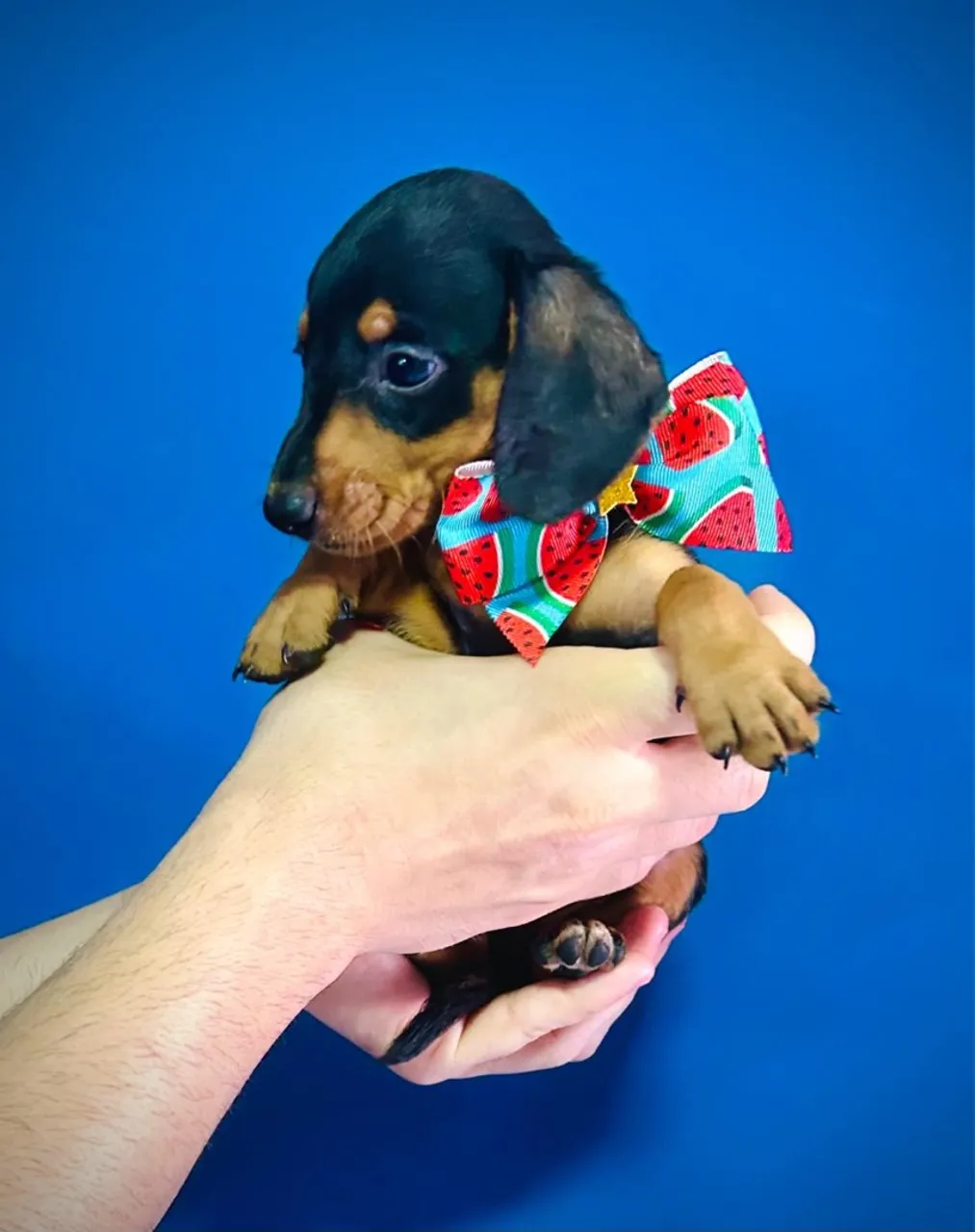 Dachshund-salsicha