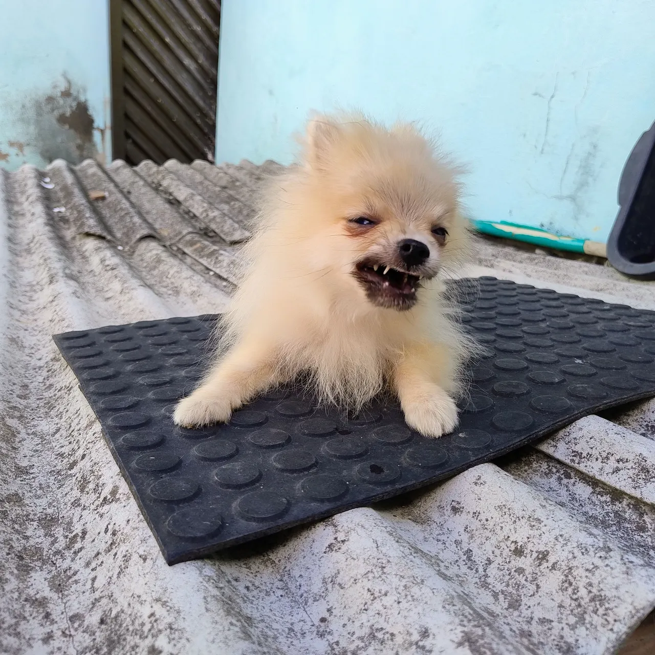 Lulu da Pomerânia macho 