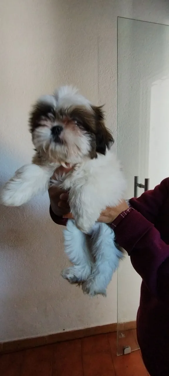 Vendo Filhote Shih Tzu Fêmea