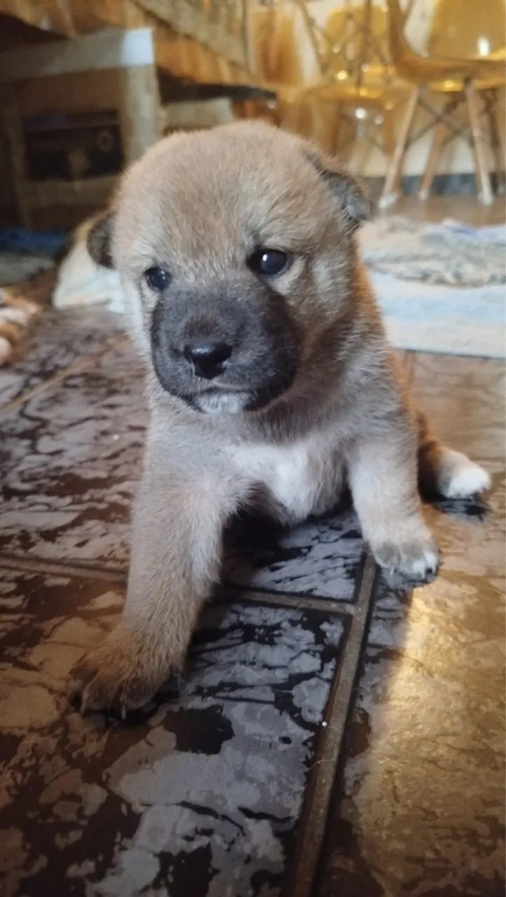 Filhotes de Shiba Inu
