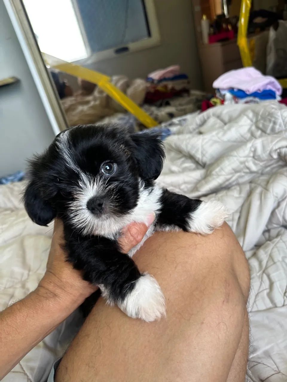 Vendo filho te lhasa apso 