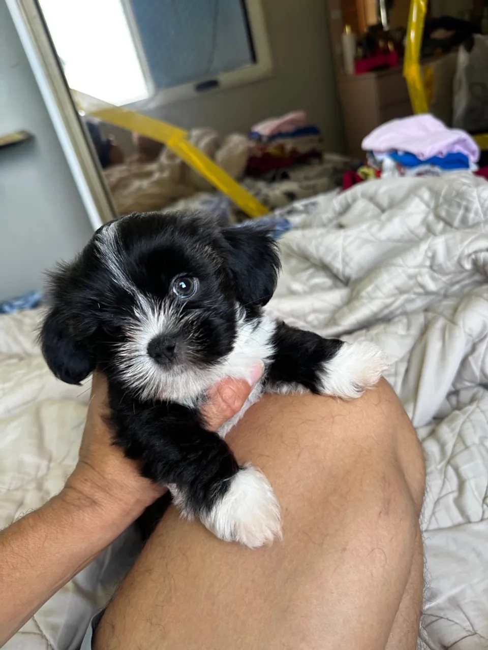 Vendo filho te lhasa apso