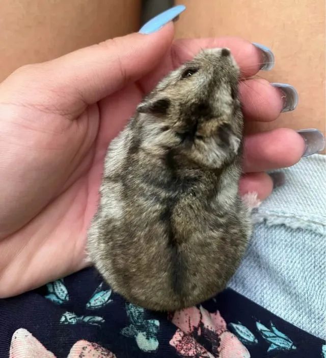 VENDO HAMSTER - Foto 3