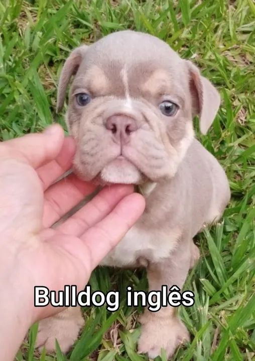 Bulldog inglês