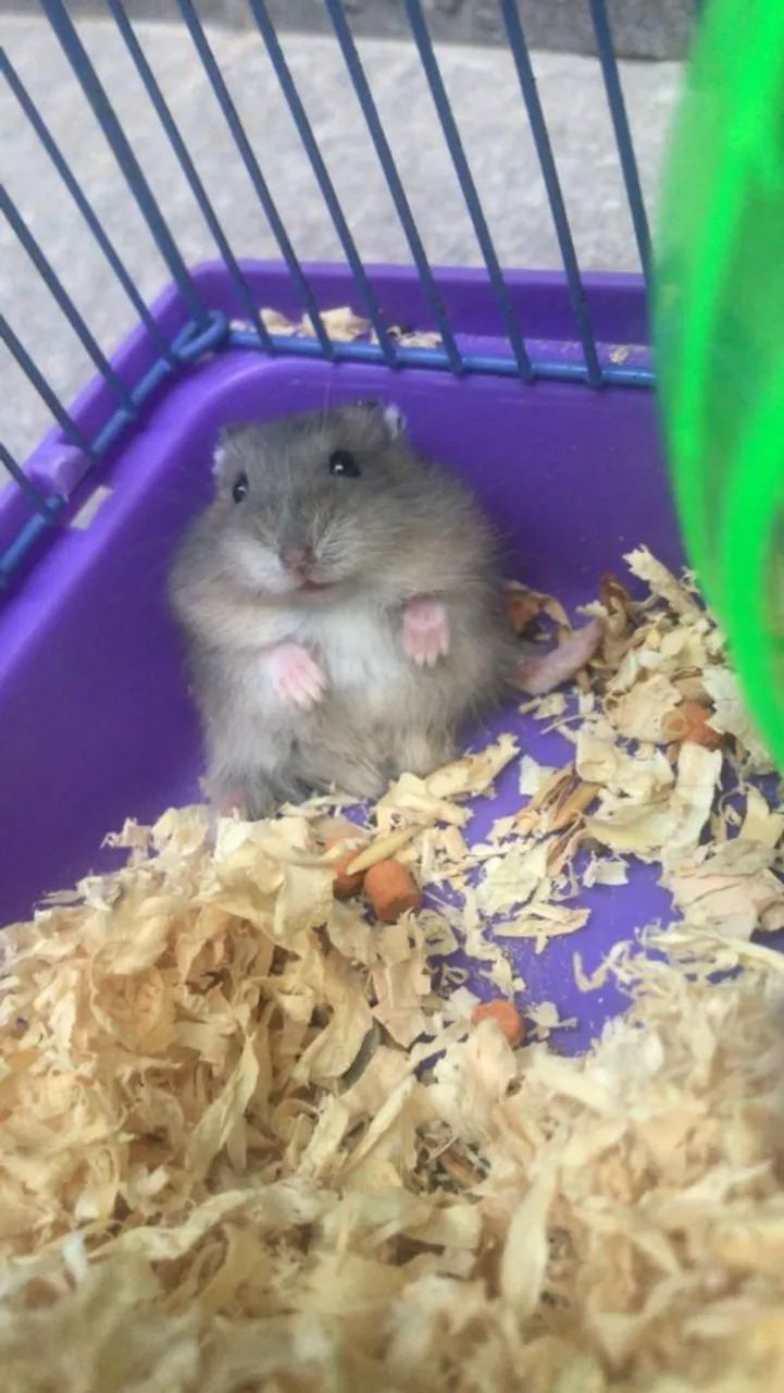 Vendo Hamster Anão Chinês  - Foto 2