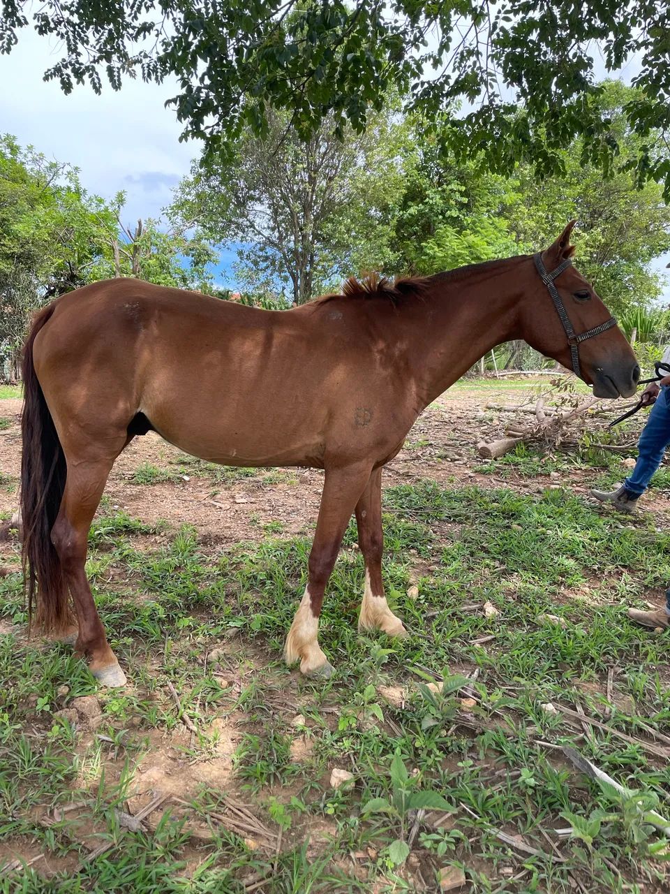 Cavalo macha batida , muito esperto , troco em gado - Foto 4