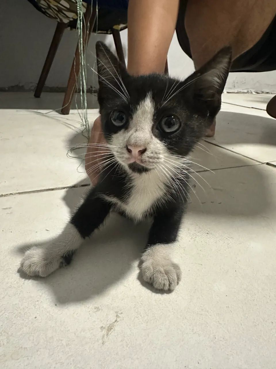 ADOÇÃO! GATO FILHOTE FRAJOLA ( MACHO ) - Foto 3