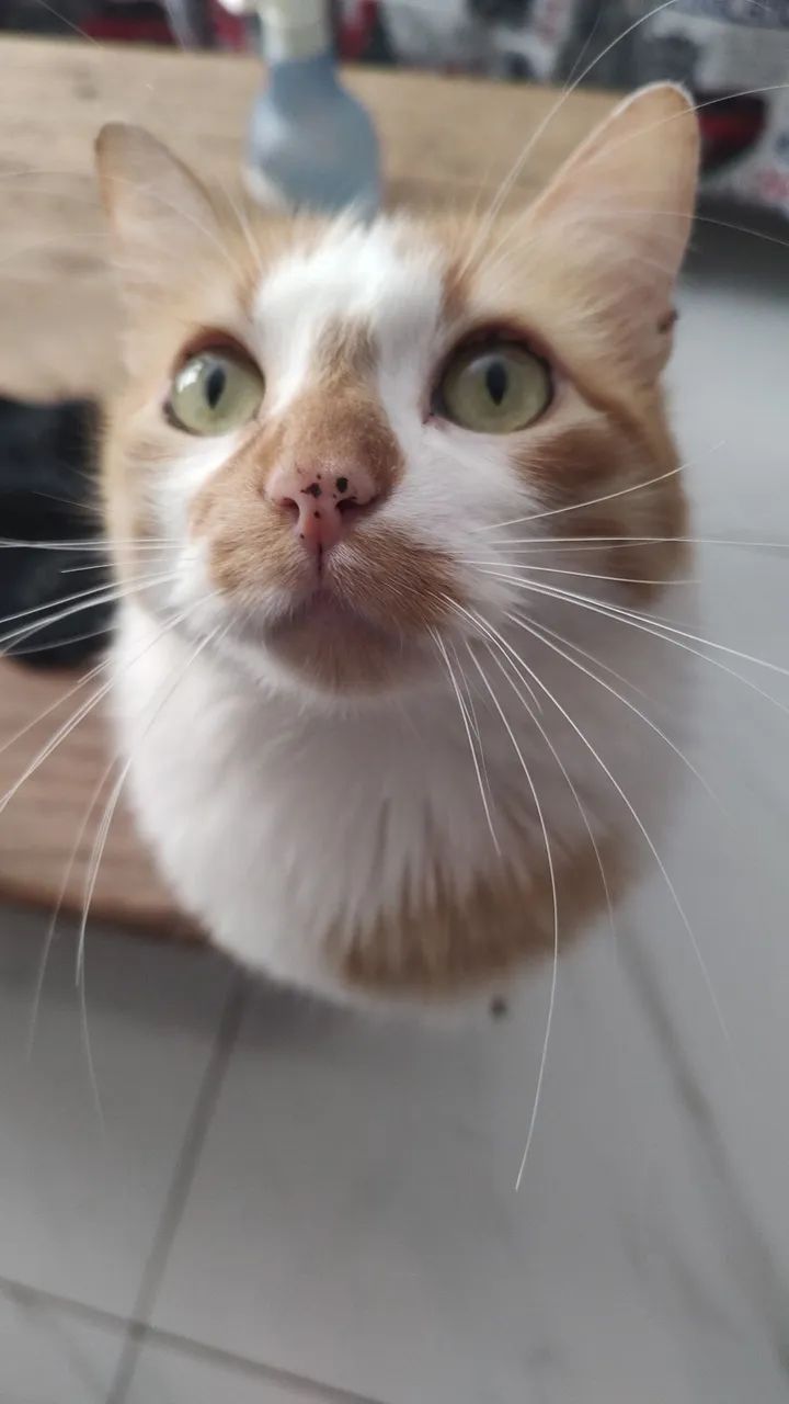 Gatos para doação  - Foto 5