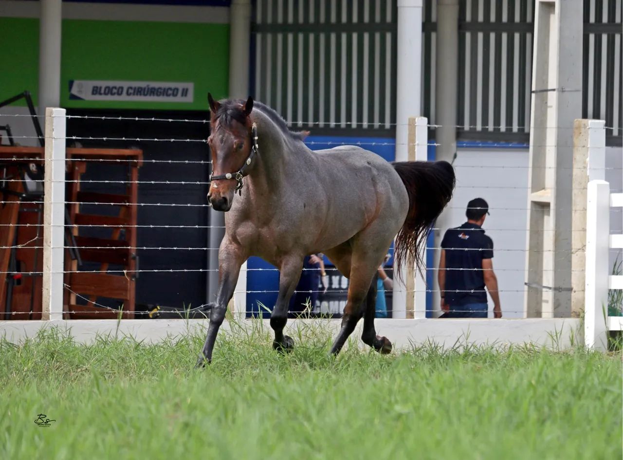 Cavalo Quarto de Milha - Sêmen/Cobertura - Foto 2