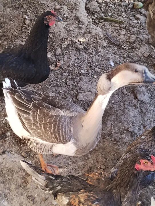 Casal de Ganso Sinaleiro- criados com amor