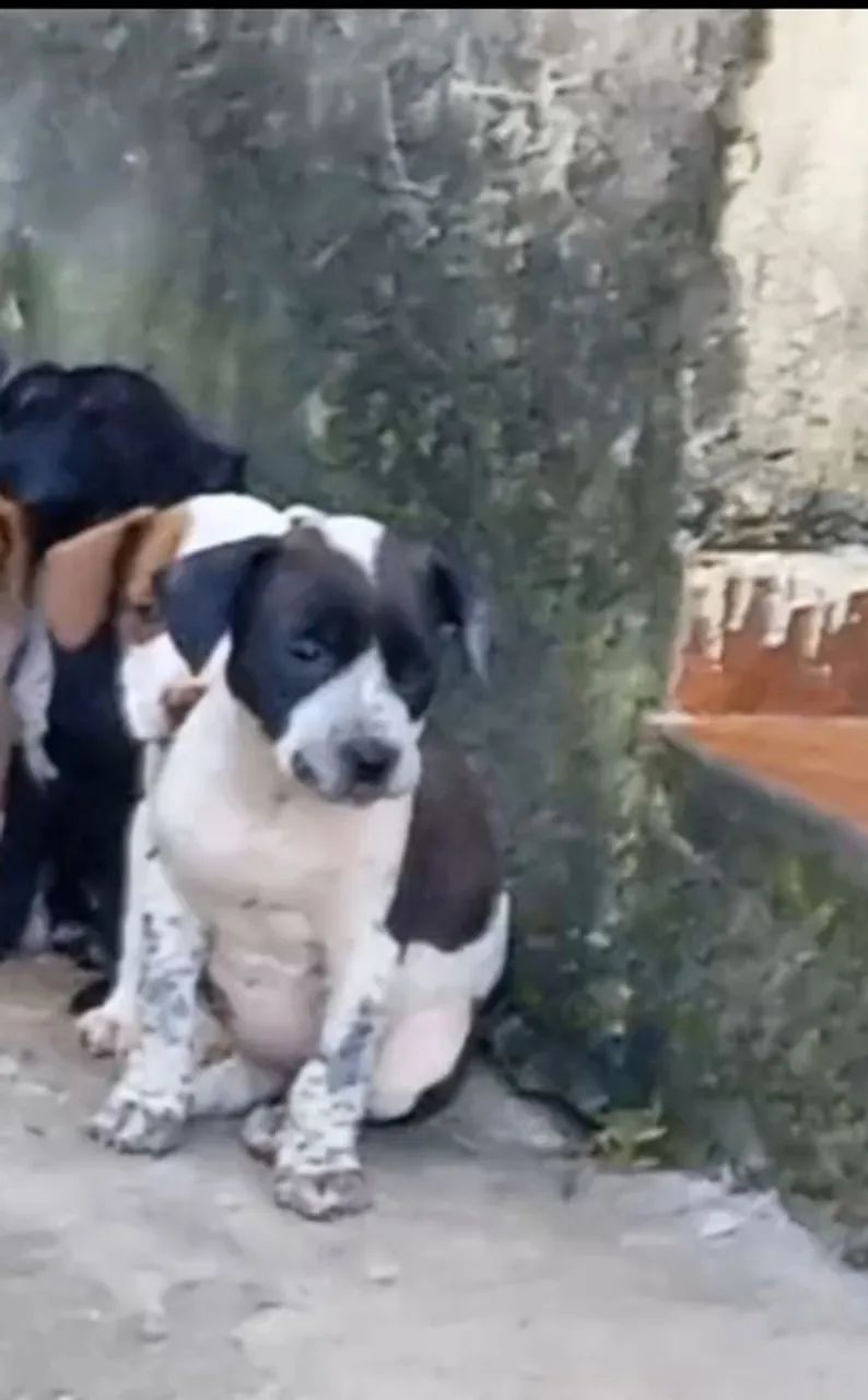 Filhotes de Pitbull - Foto 3