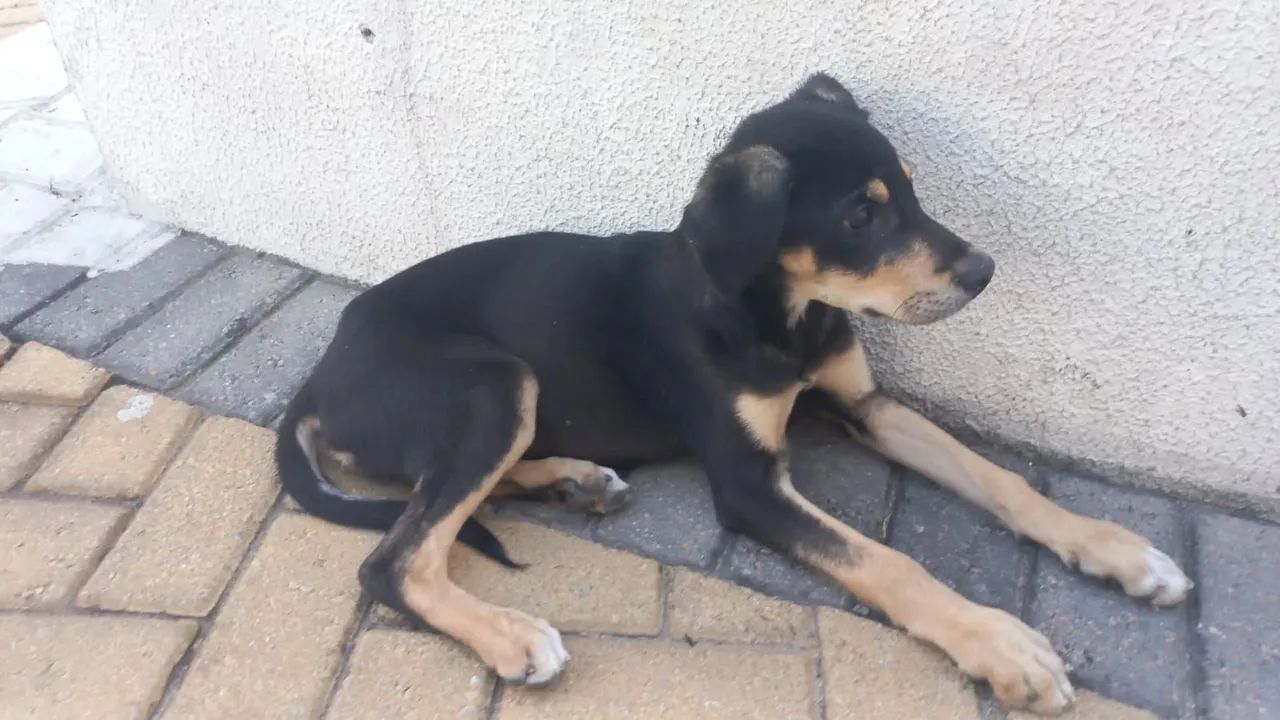 Filhote de cachorro disponível para adoção