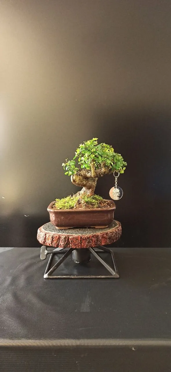 Bonsai de Ligustrum 9 anos - Árvore em miniatura