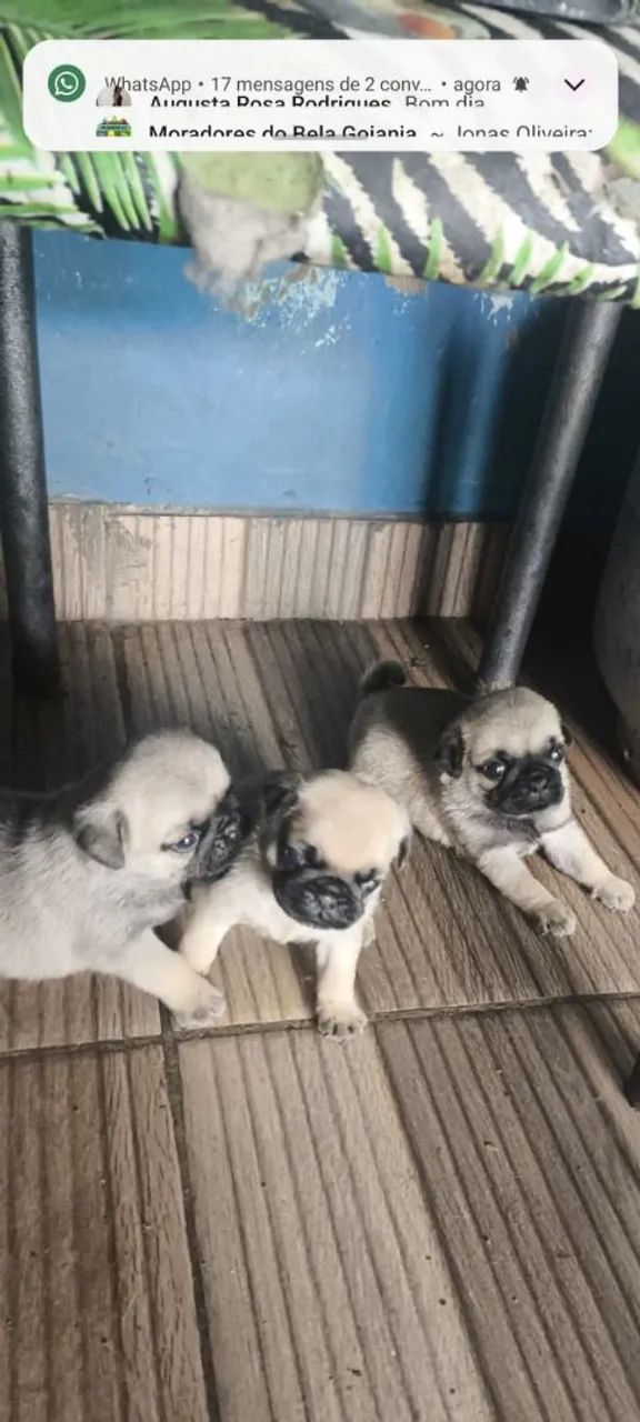 Filhotes de Pug disponíveis