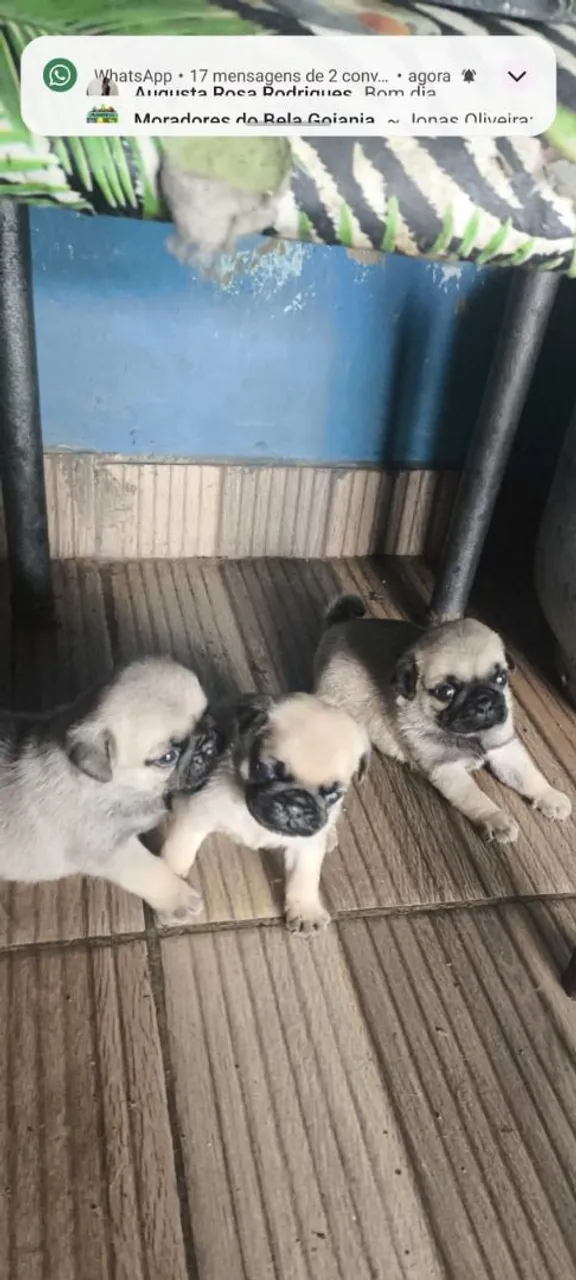 Filhotes de Pug disponíveis