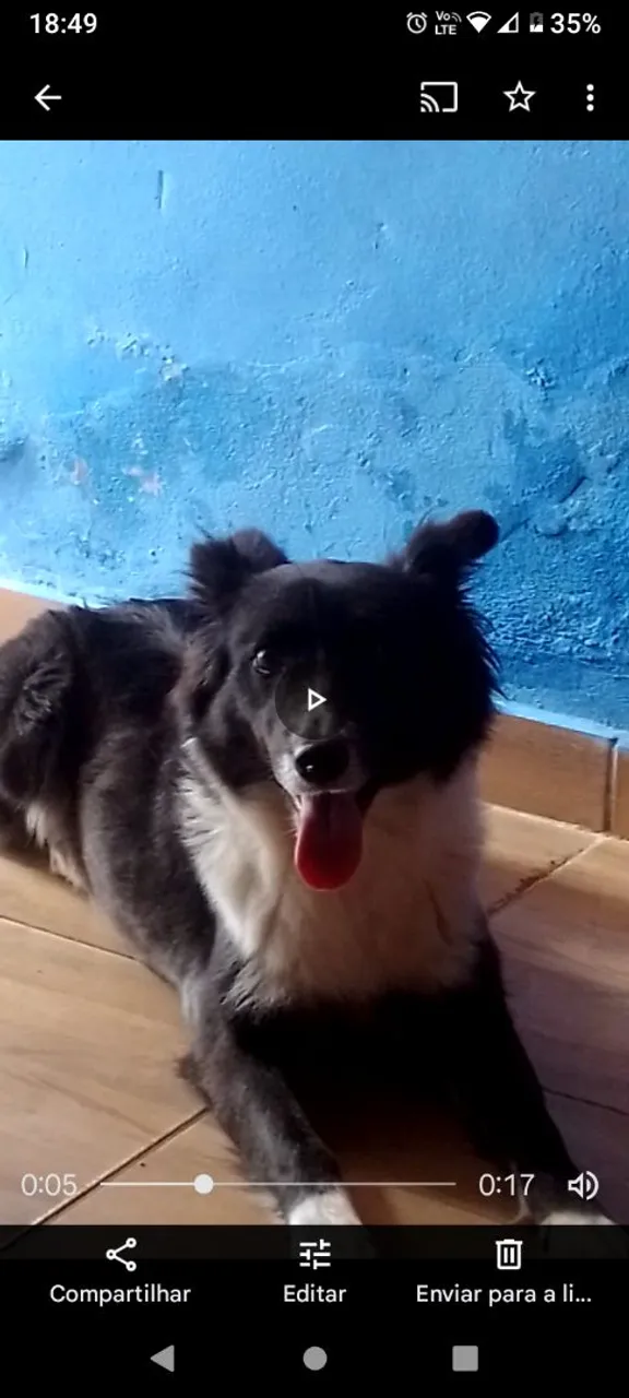 Border collie Pais no local