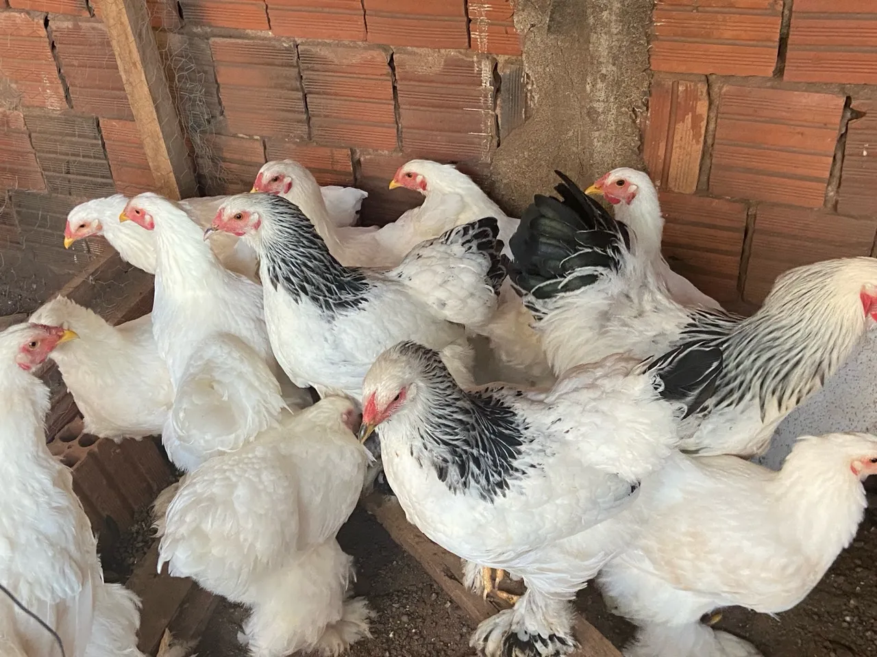 Galinhas Brahmas