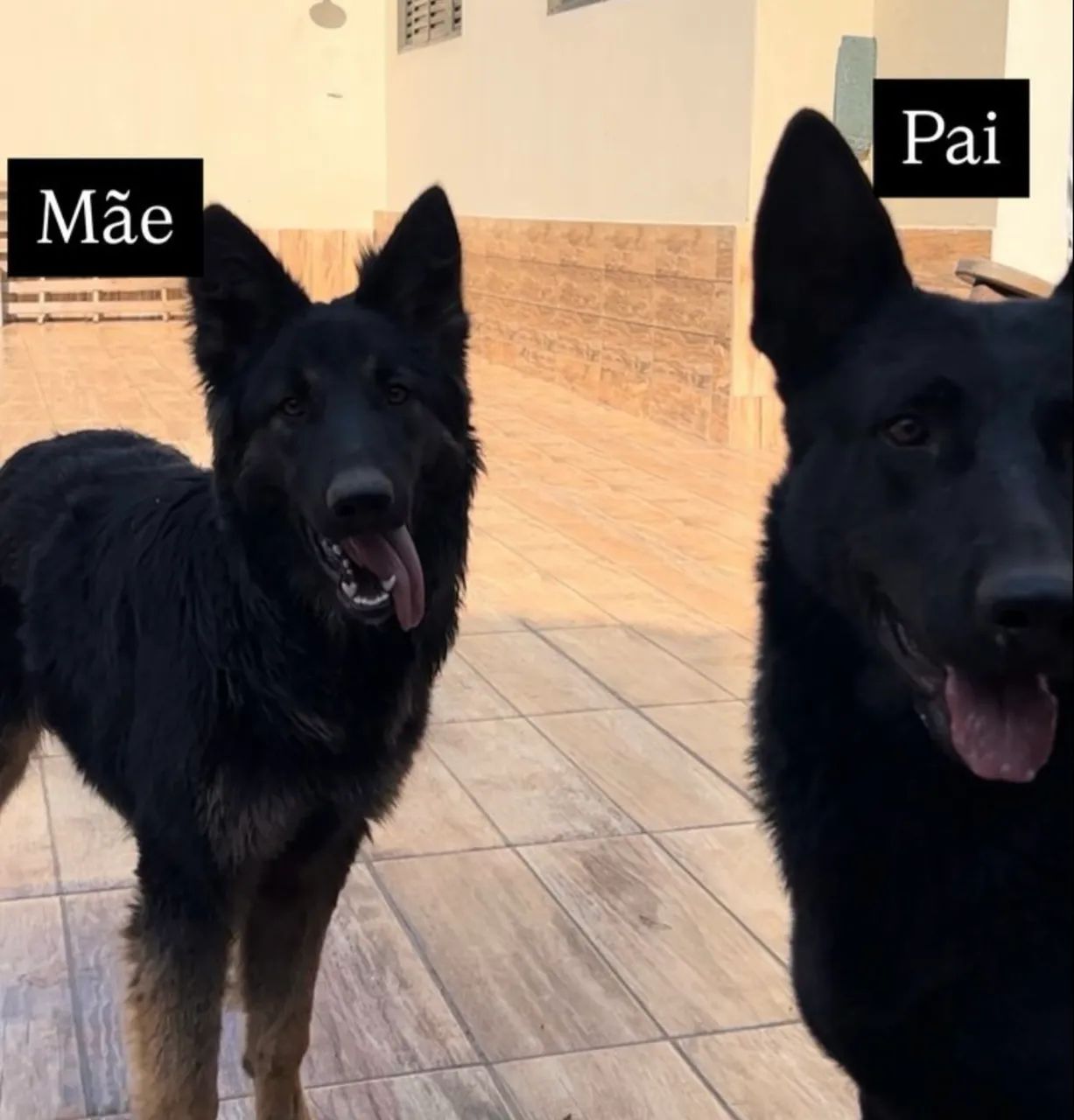 Filhote Pastor Alemão -200,00 p sair rápido  - Foto 4