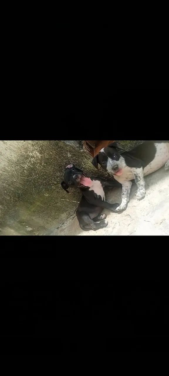 Filhotes de Pitbull - Foto 4