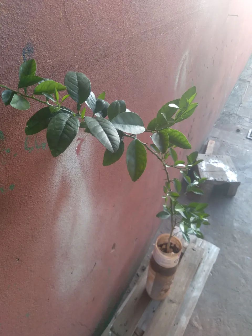 Frutíferas  - Foto 6