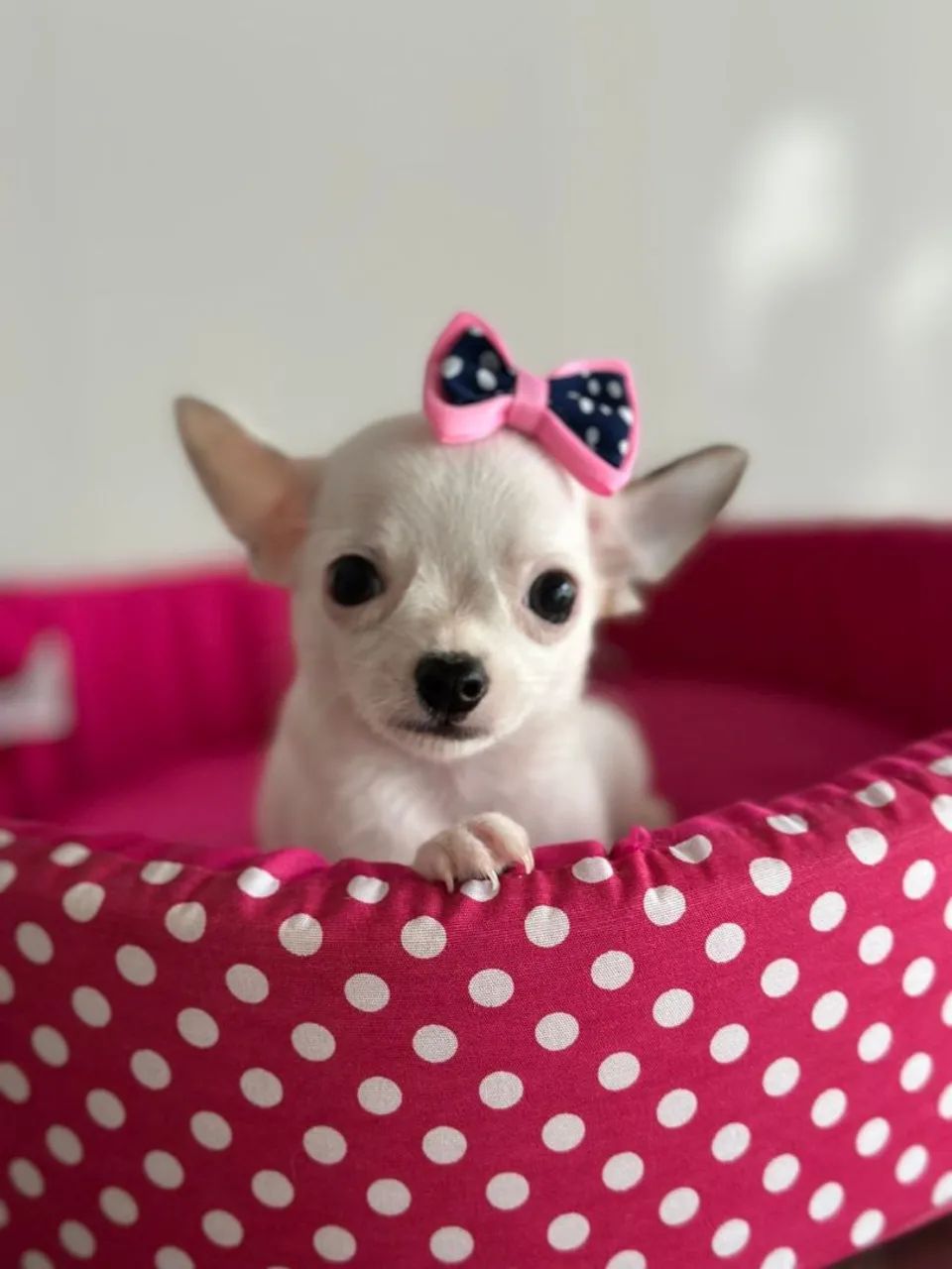  Chihuahua fêmea branquinha.