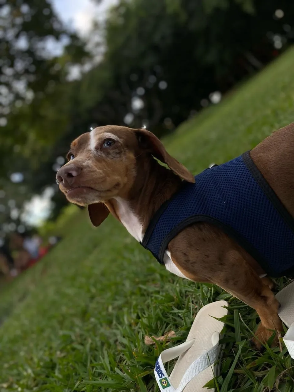 Procuro namorada para Dachshund!!