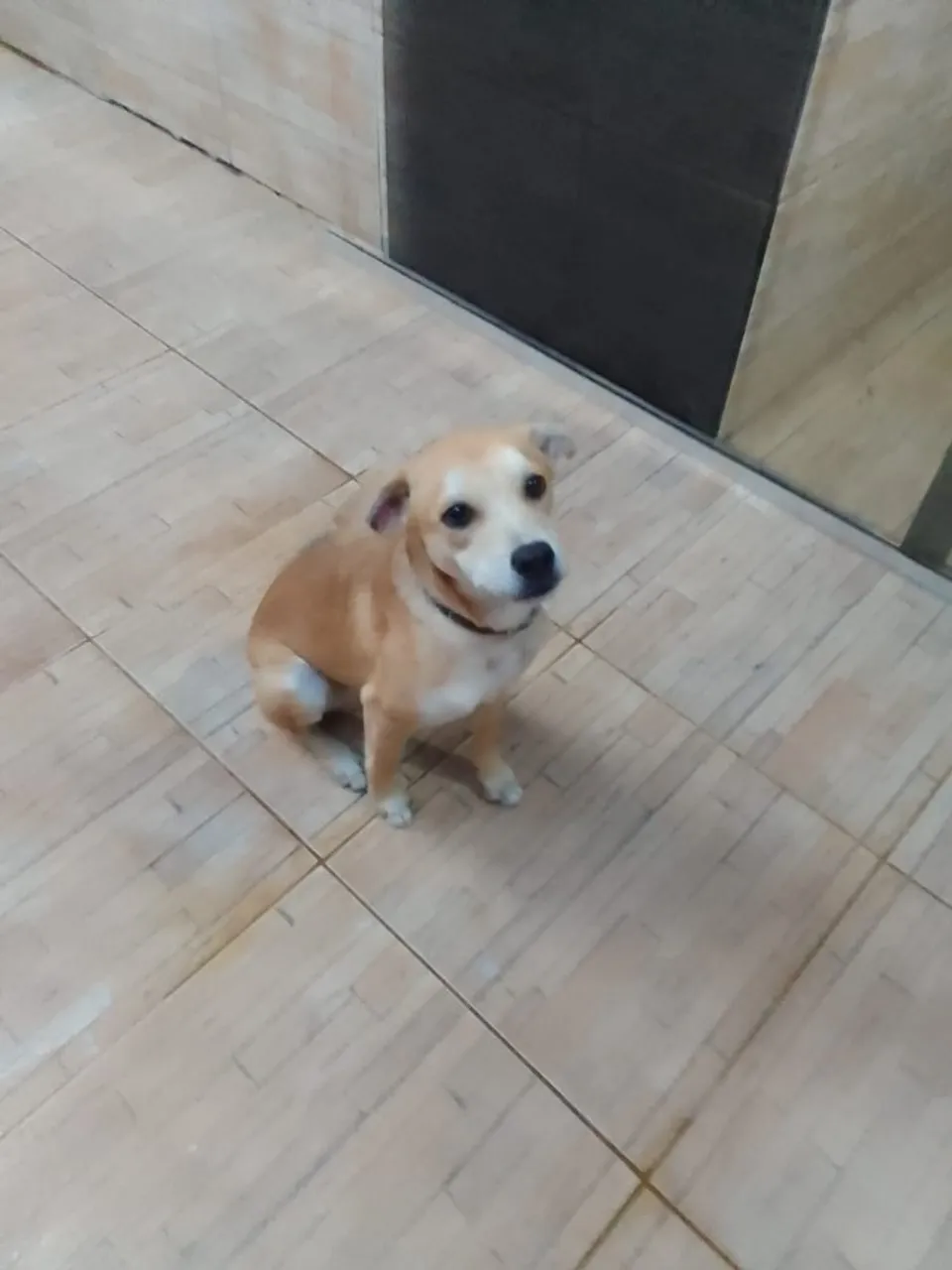 Cachorrinho filhote para doação