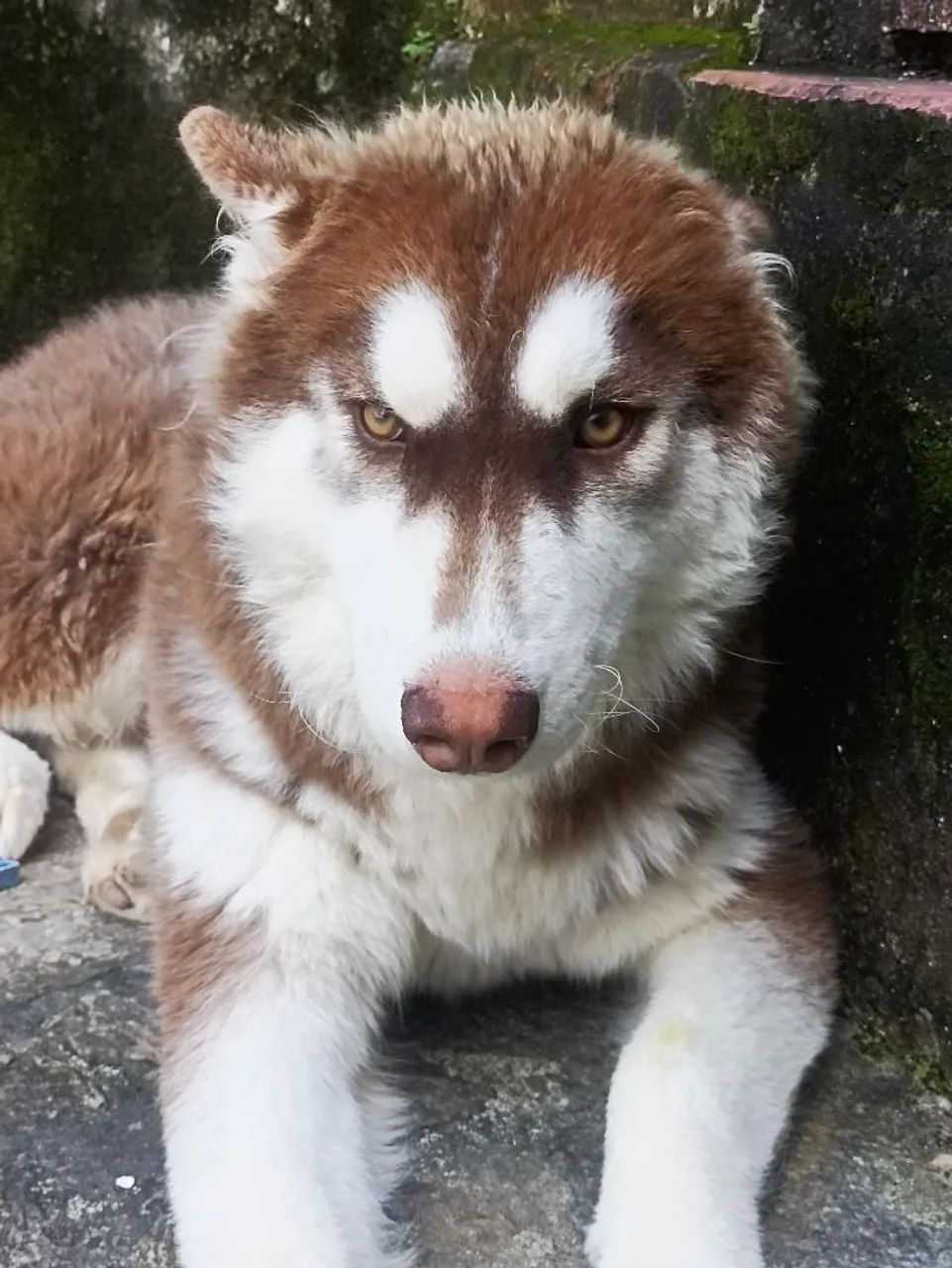 Lindo filhote de Husky Siberiano - Foto 3