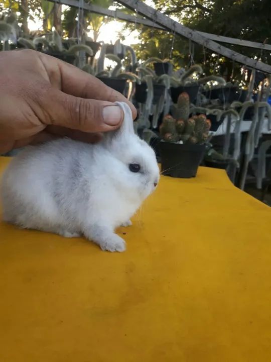 Coelho anão importado megpie 