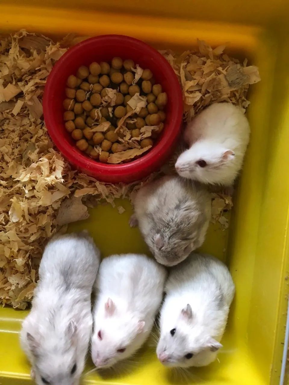 Hamster-Anão-Branco