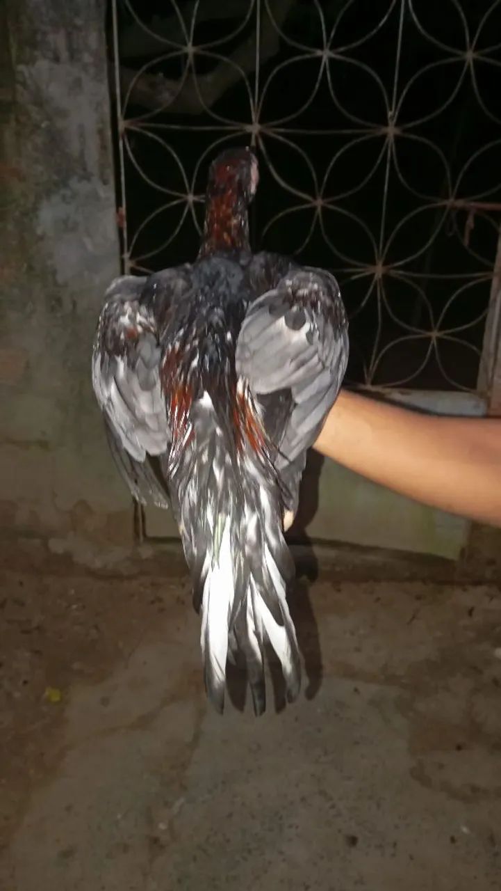 Frango de raça e duas frangas pequena - Foto 3