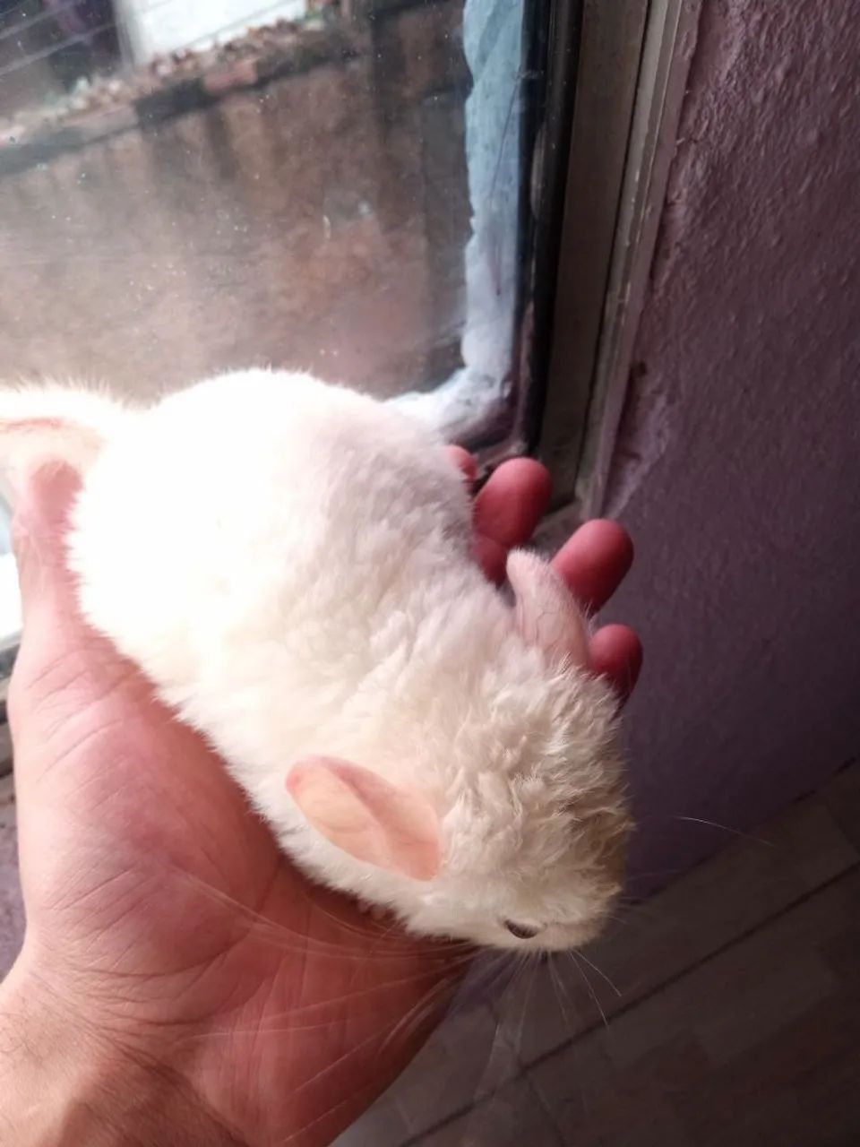 Vendo Lindo Chinchila Pink White Macho Carinhoso - Foto 2